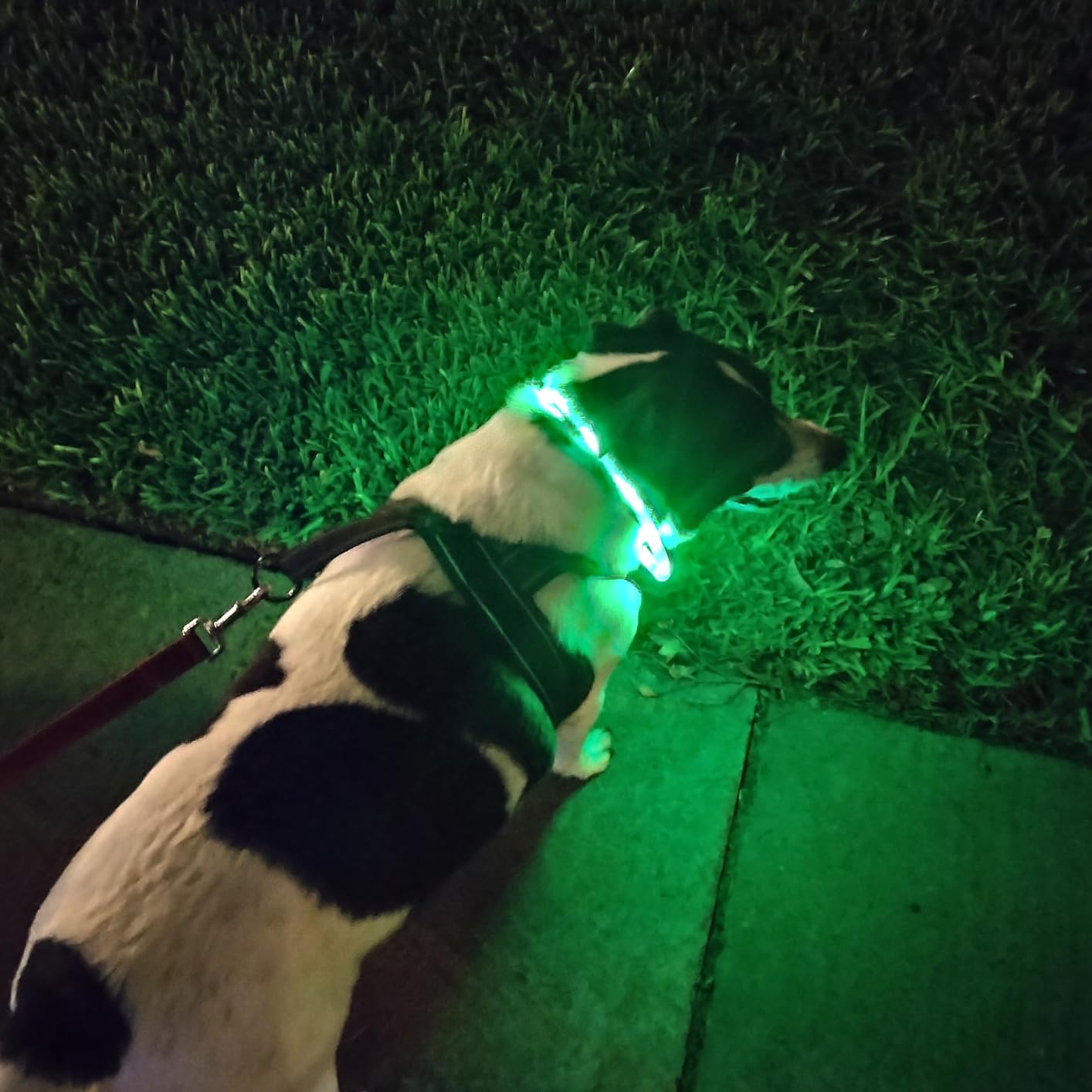 Silicone LED Dog Collar,USB Re - Tech Dog Accessories ulasan dan harga